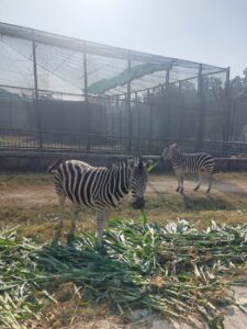 WhatsApp Image 2025-12-15 at 1.03.07 PM (1)