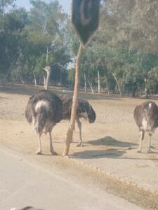 WhatsApp Image 2025-12-15 at 1.03.23 PM